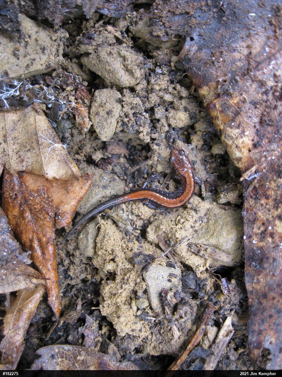 Eastern Red-backed  Salamander