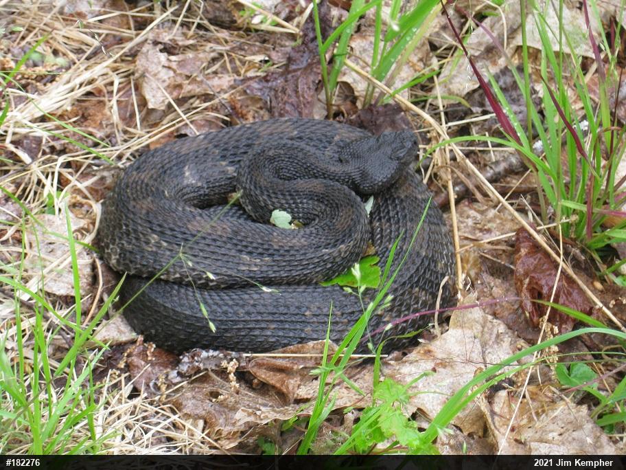 Timber Rattlesnake