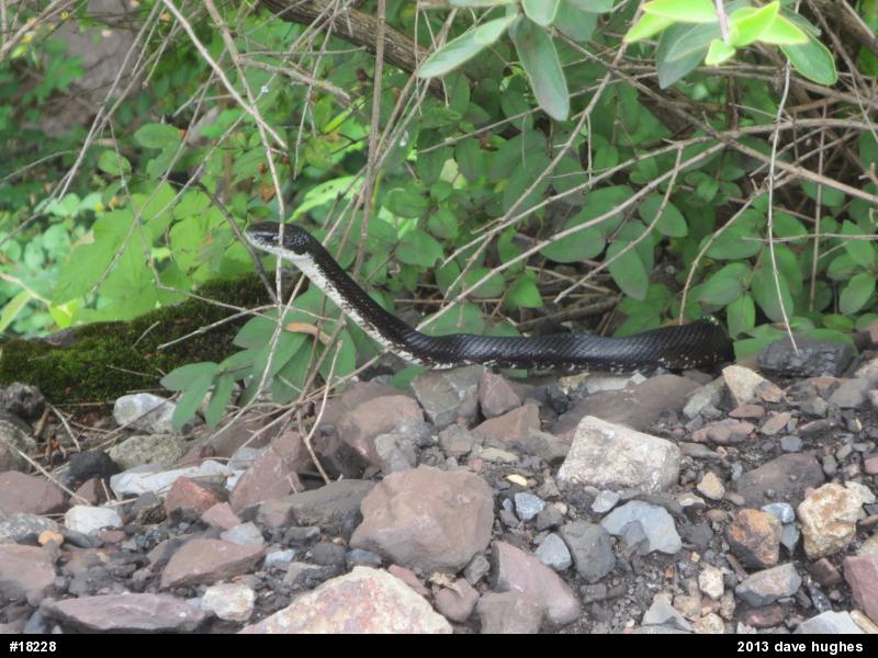 Eastern Ratsnake