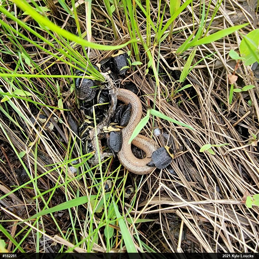 Dekay's Brownsnake