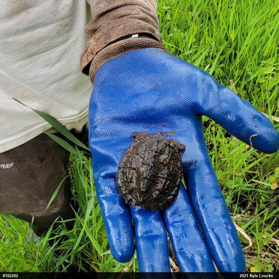 Snapping Turtle