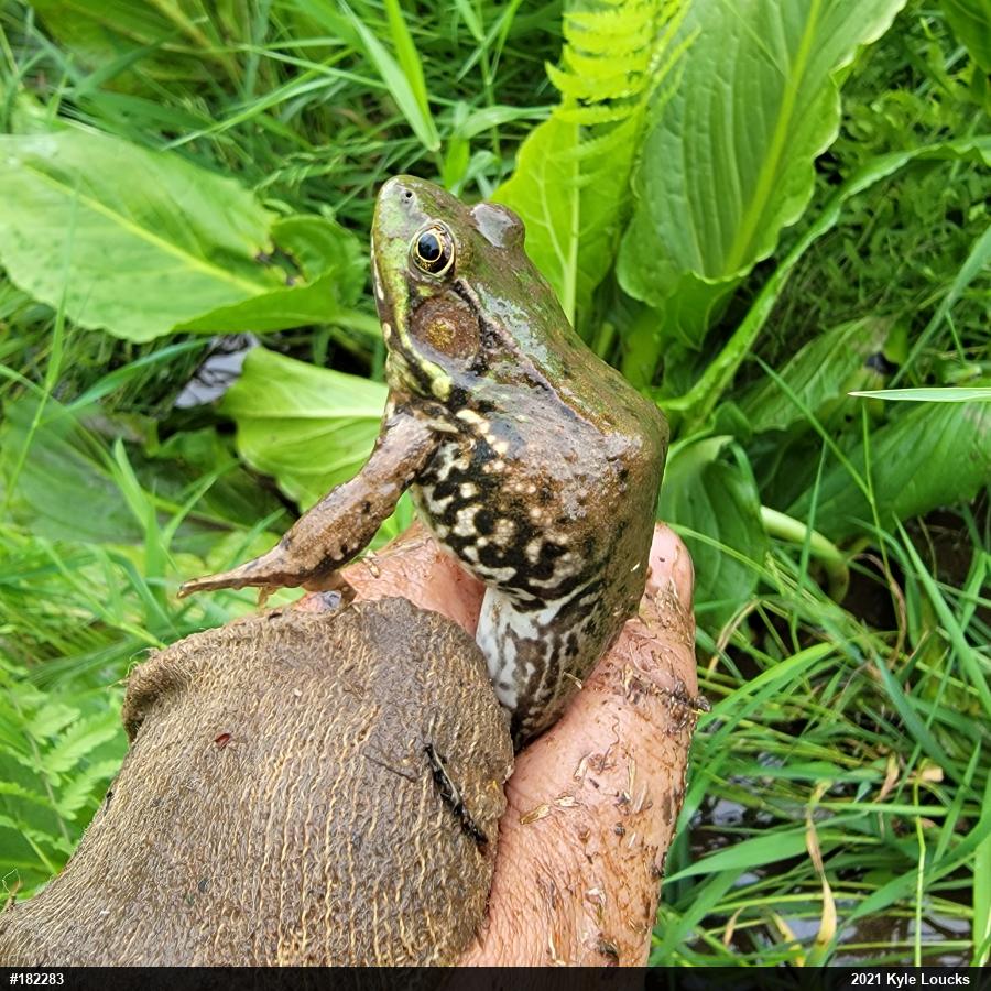 Green Frog