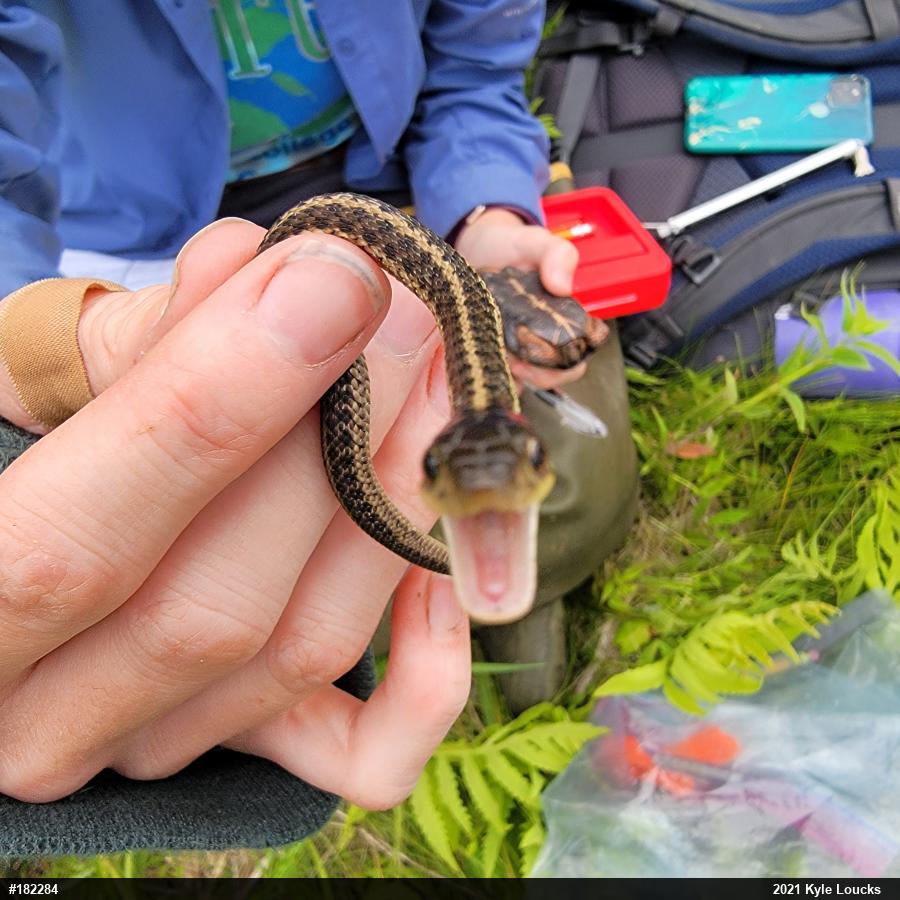 Eastern Gartersnake