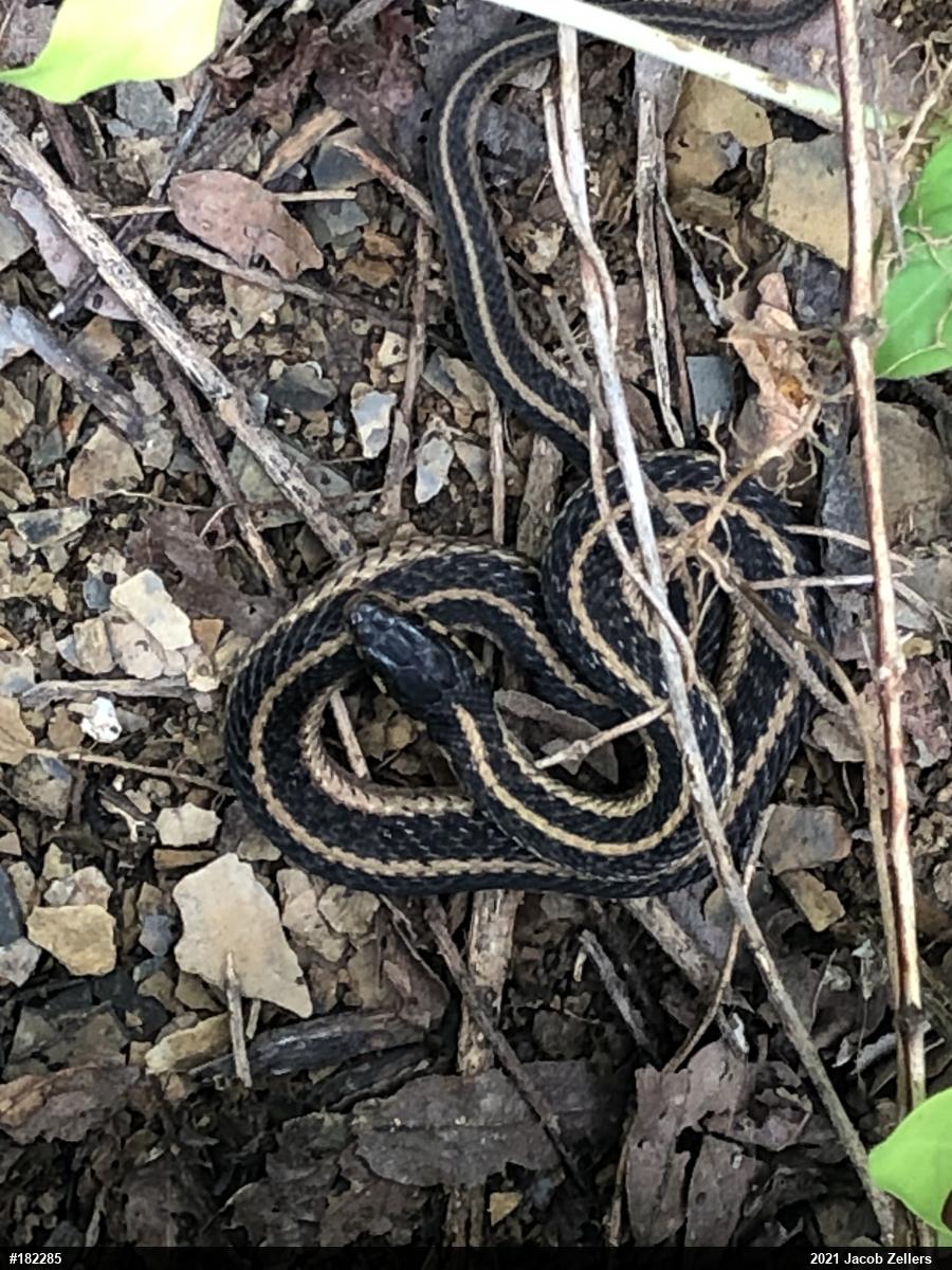 Eastern Gartersnake