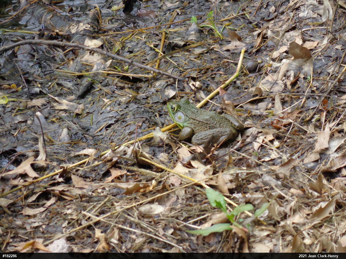 Green Frog