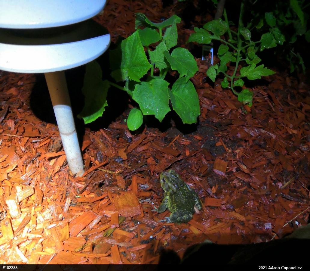 Eastern American Toad