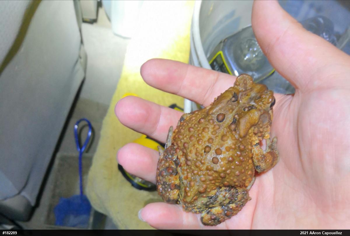 Eastern American Toad
