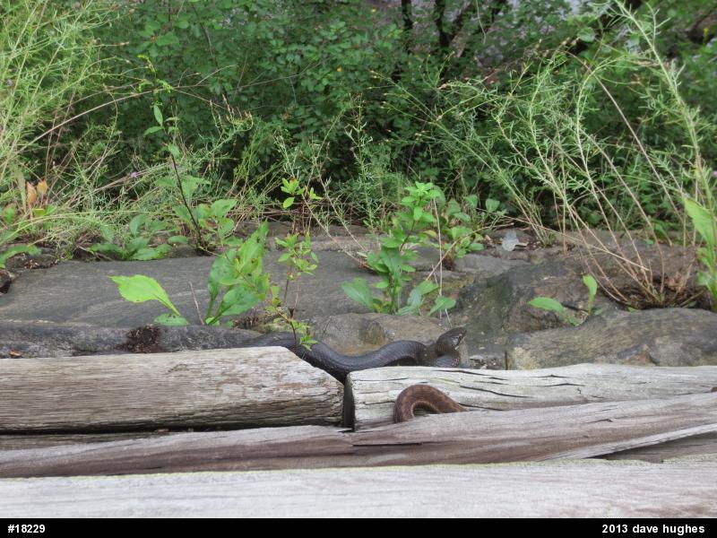 Eastern Ratsnake
