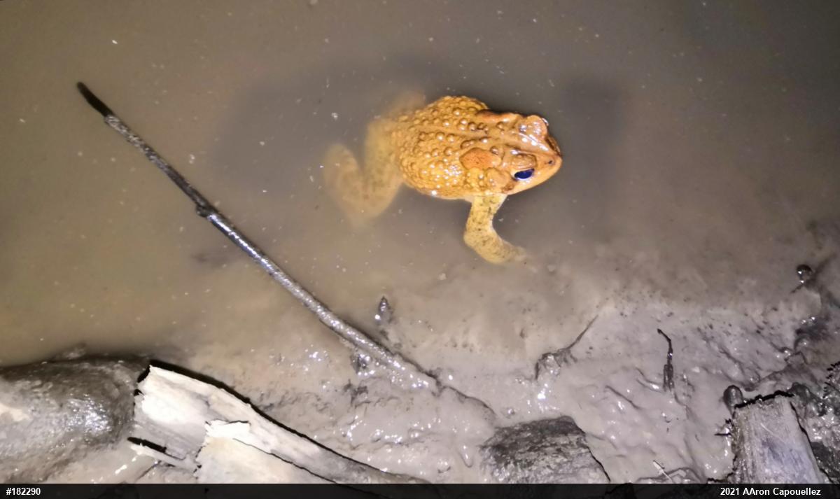 Eastern American Toad