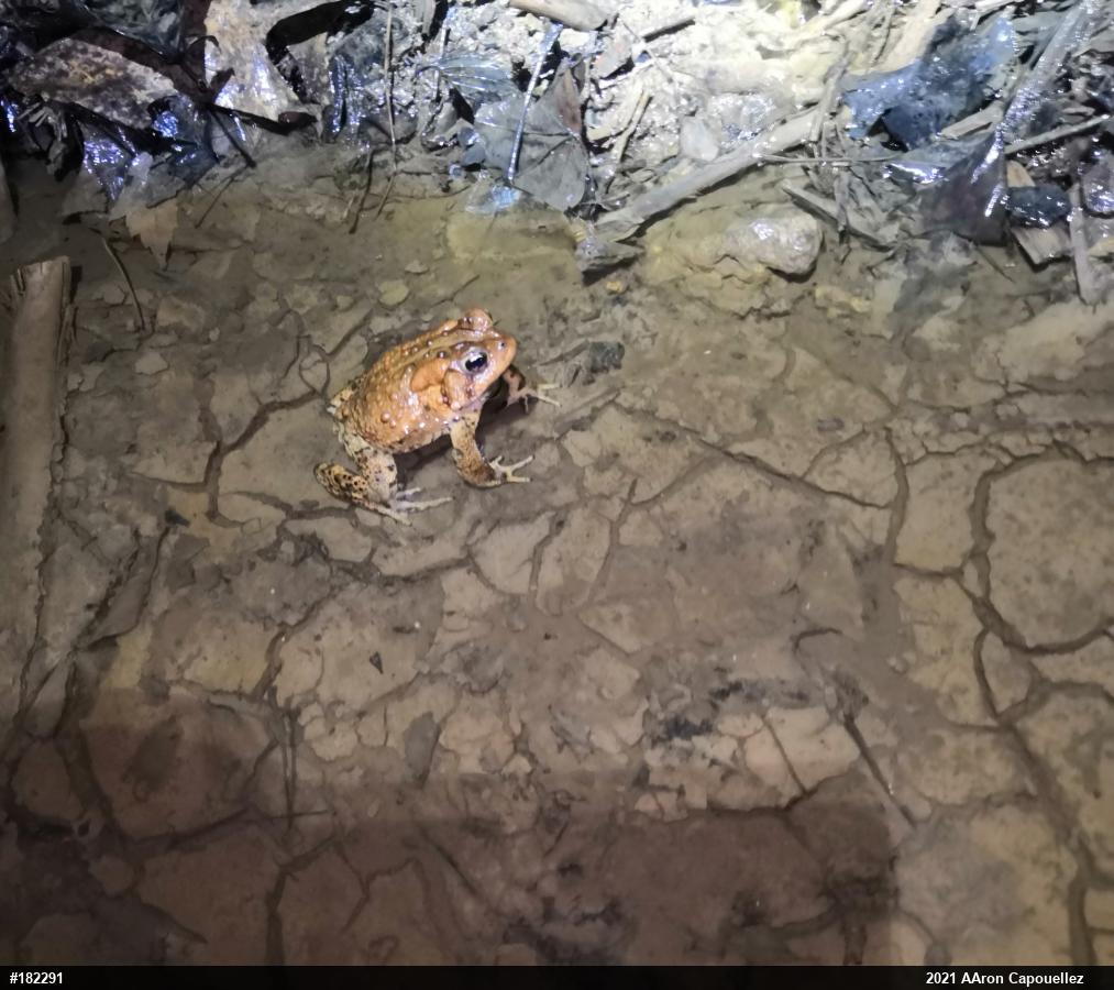 Eastern American Toad