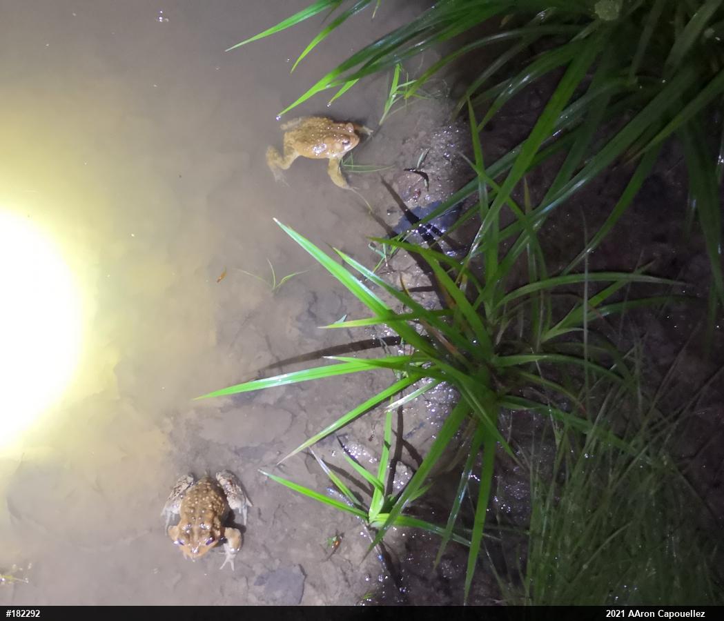 Eastern American Toad