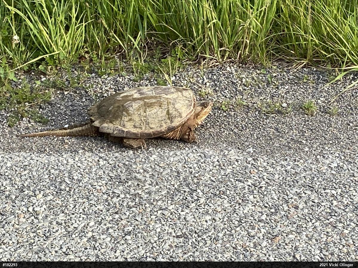 Snapping Turtle