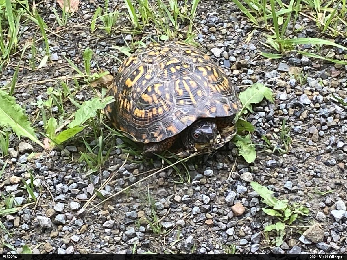 Eastern Box Turtle