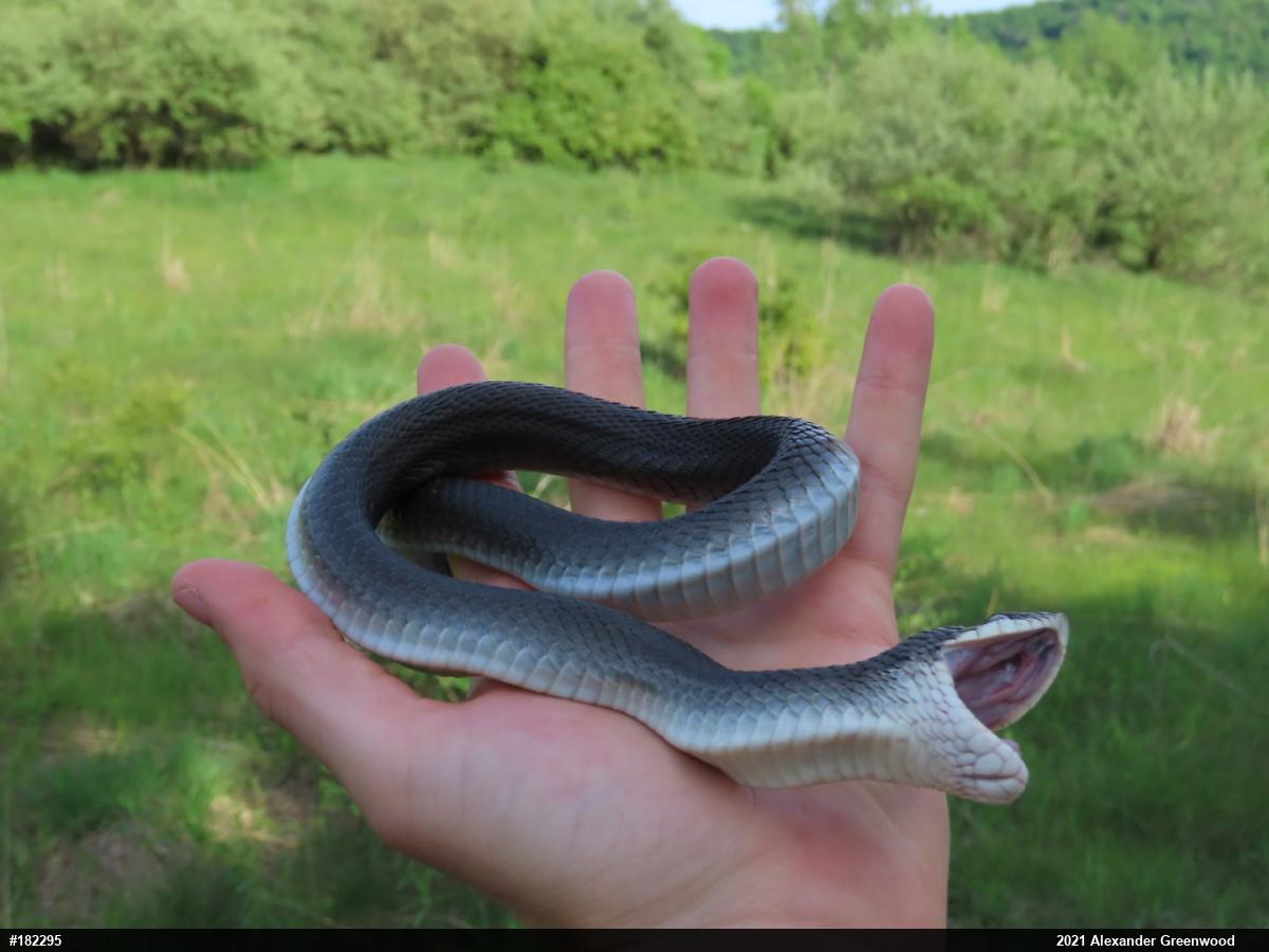 Eastern Hog-nosed Snake