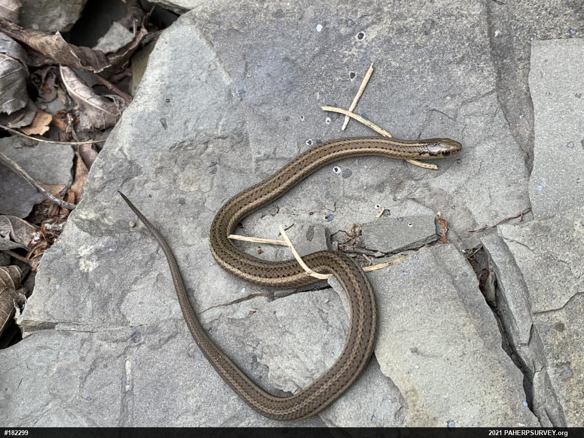 Shorthead Gartersnake