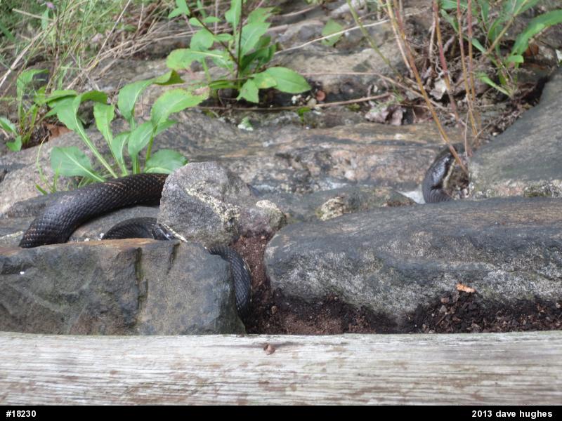 Eastern Ratsnake