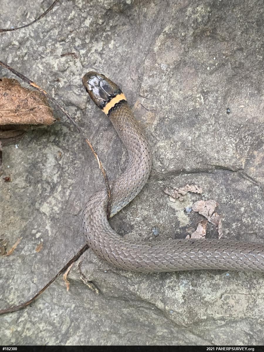 Northern Ring-necked Snake