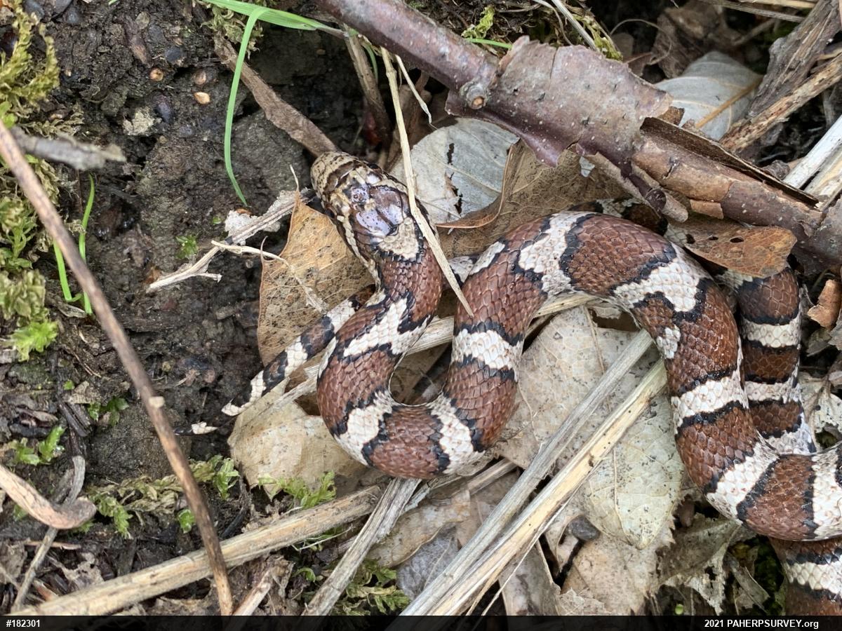 Eastern Milksnake