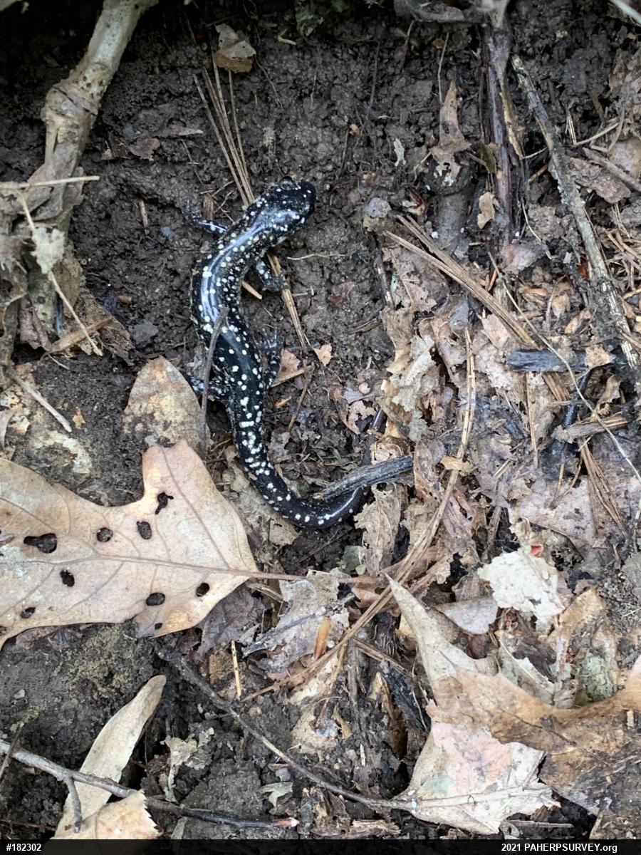 Northern Slimy Salamander