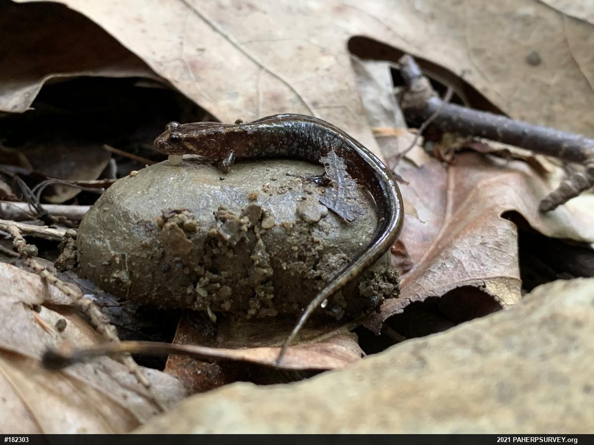 Allegheny Mountain Dusky Salamander