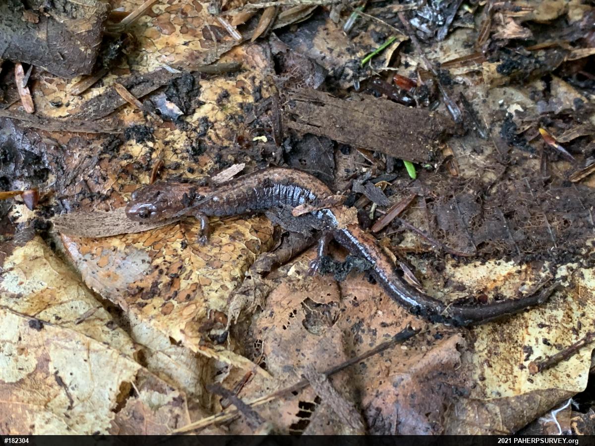 Eastern Red-backed  Salamander