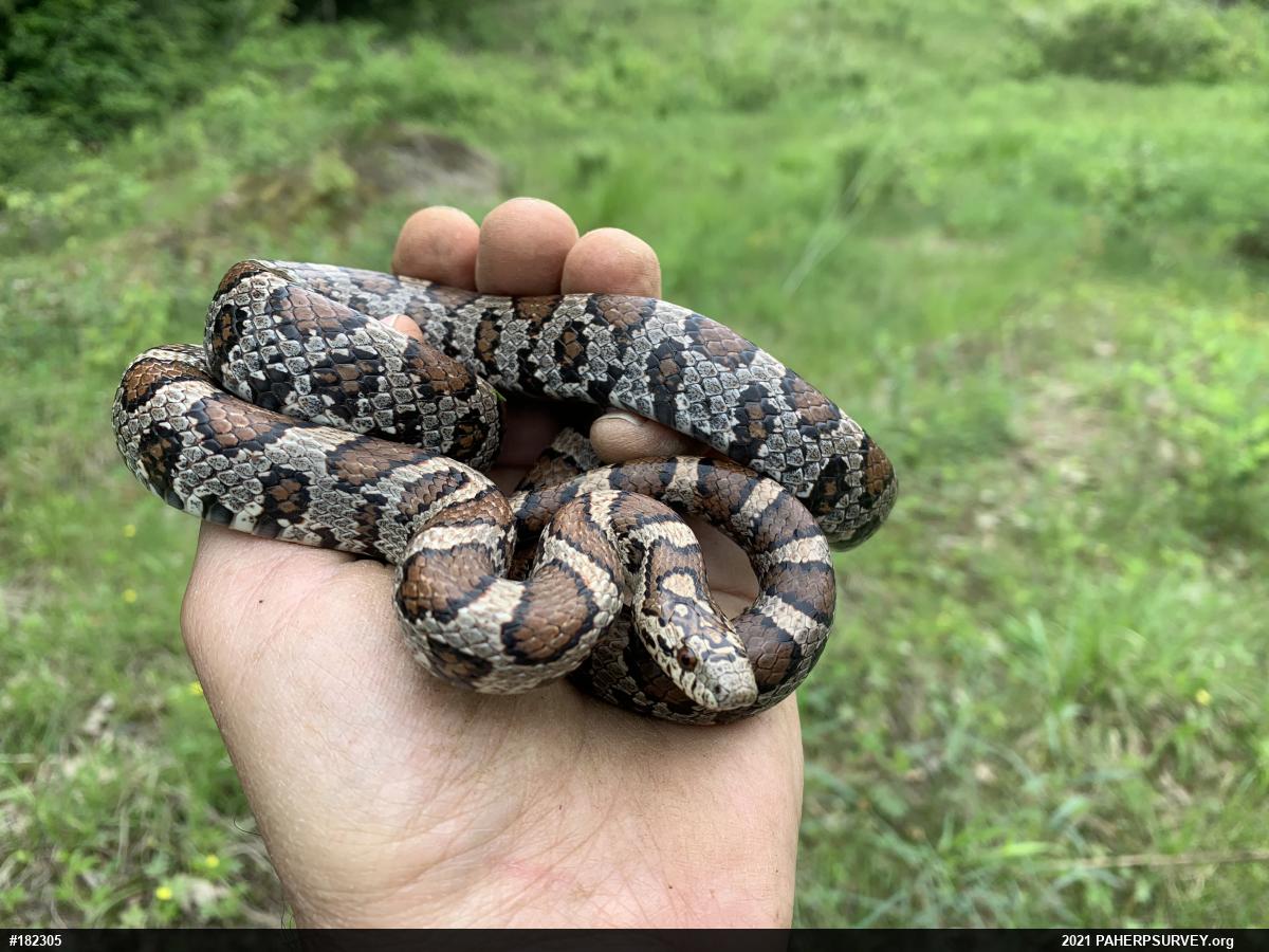 Eastern Milksnake