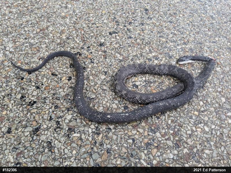 Eastern Ratsnake