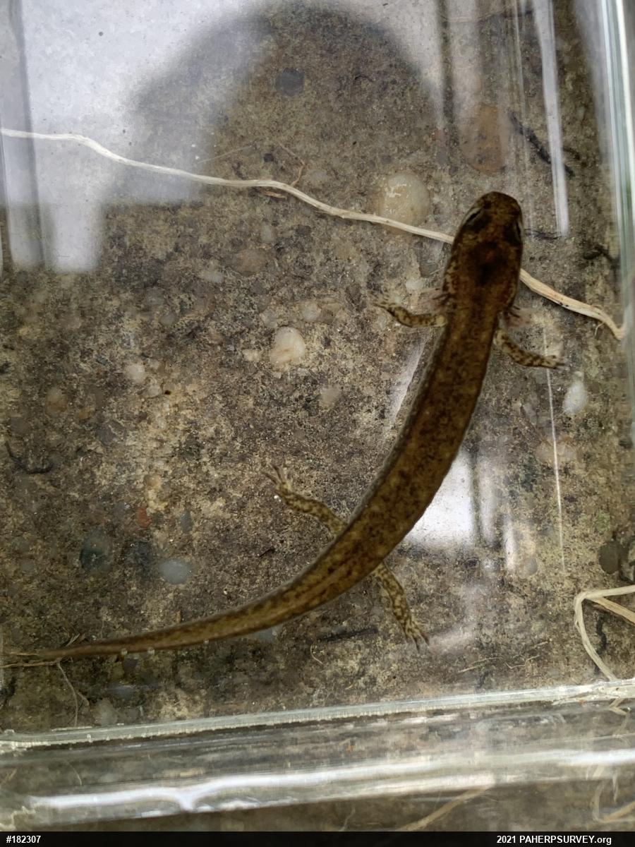 Northern Two-lined Salamander