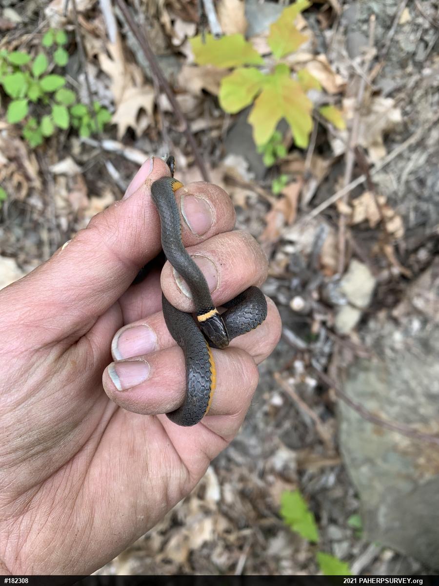 Northern Ring-necked Snake