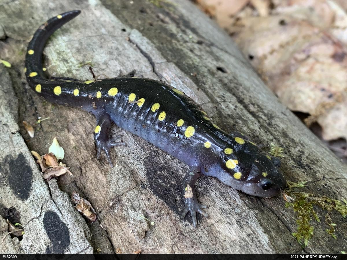 Spotted Salamander