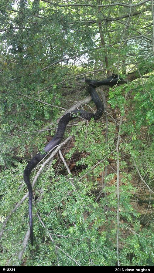 Eastern Ratsnake