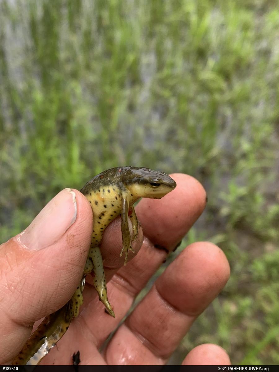 Red-spotted Newt