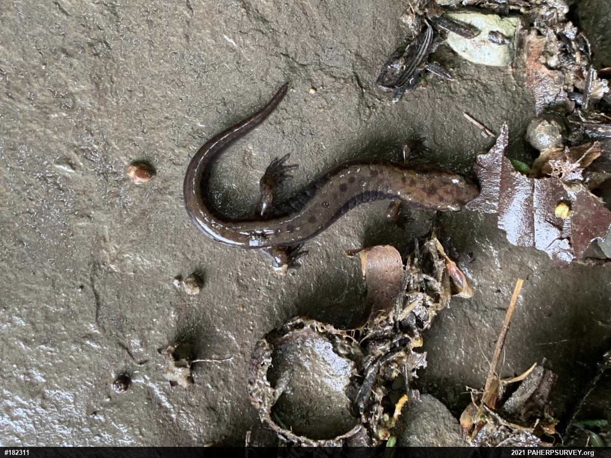 Allegheny Mountain Dusky Salamander