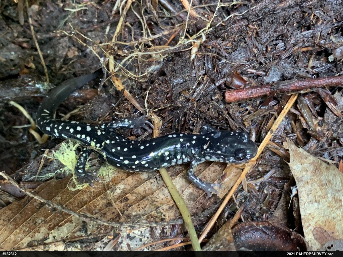Northern Slimy Salamander