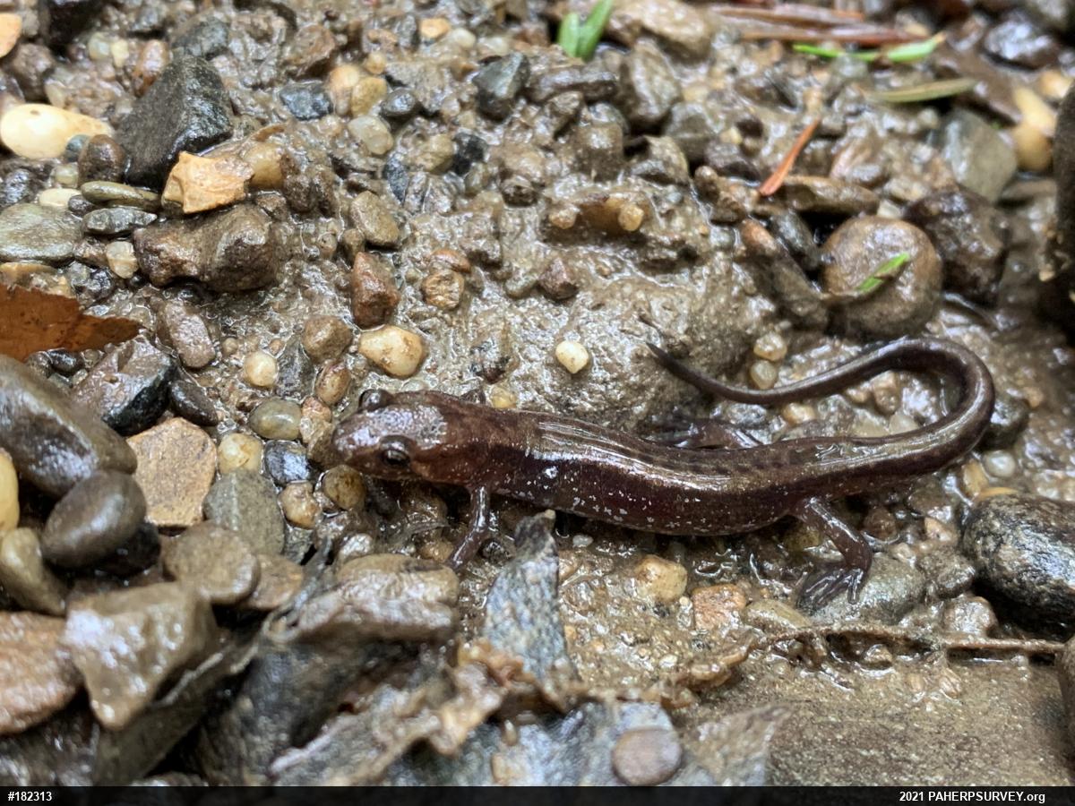 Allegheny Mountain Dusky Salamander