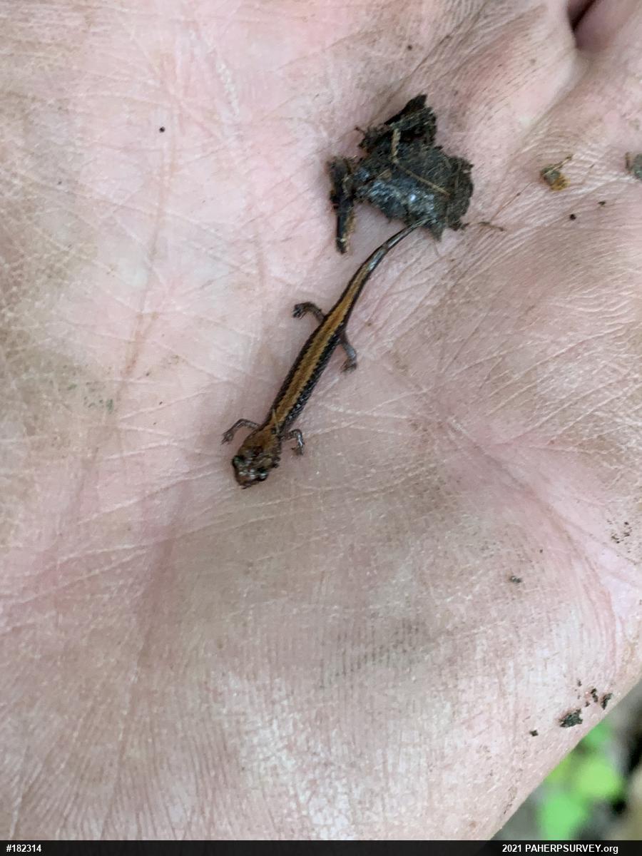 Eastern Red-backed  Salamander