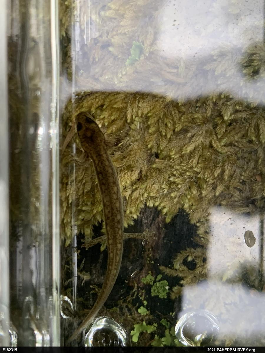 Northern Two-lined Salamander