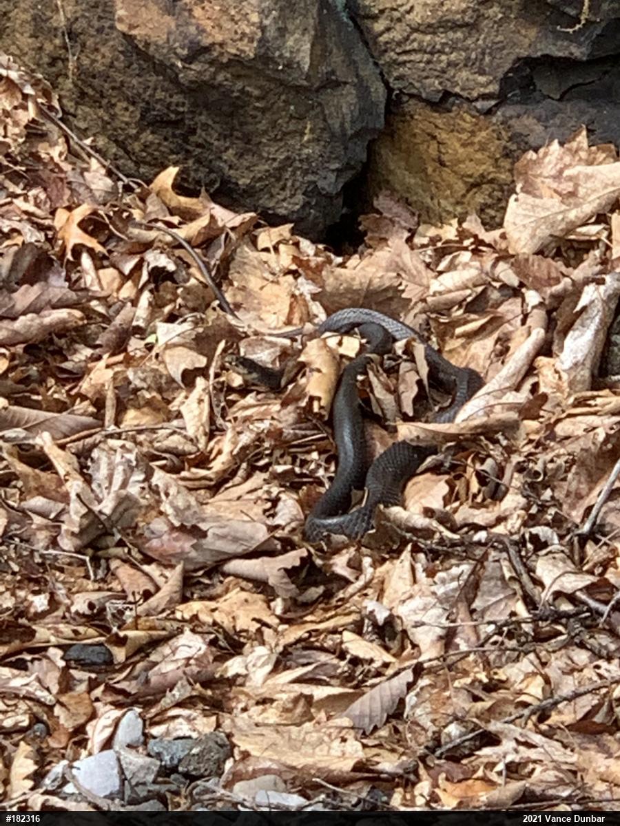 Northern Black Racer