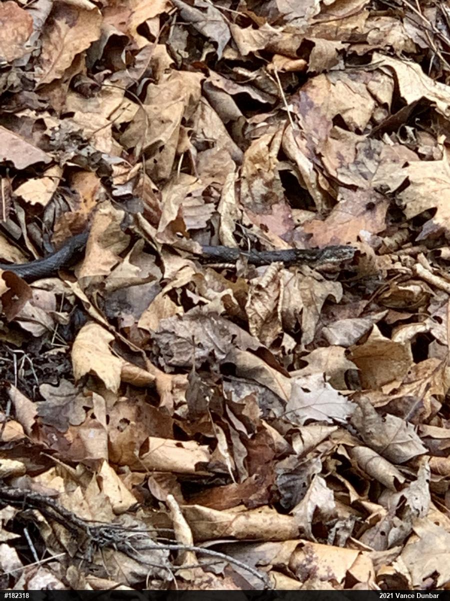 Eastern Ratsnake