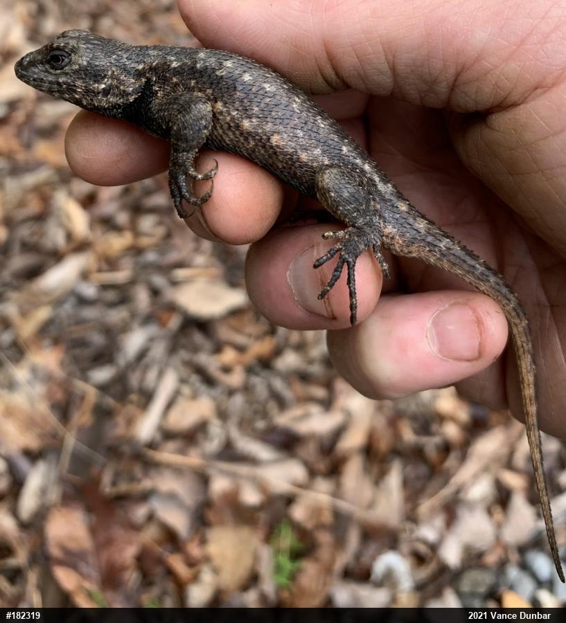 Eastern Fence Lizard