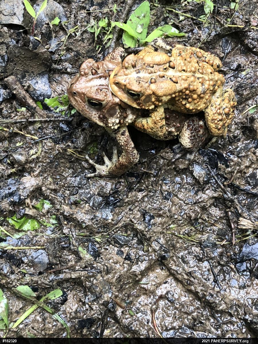 Eastern American Toad