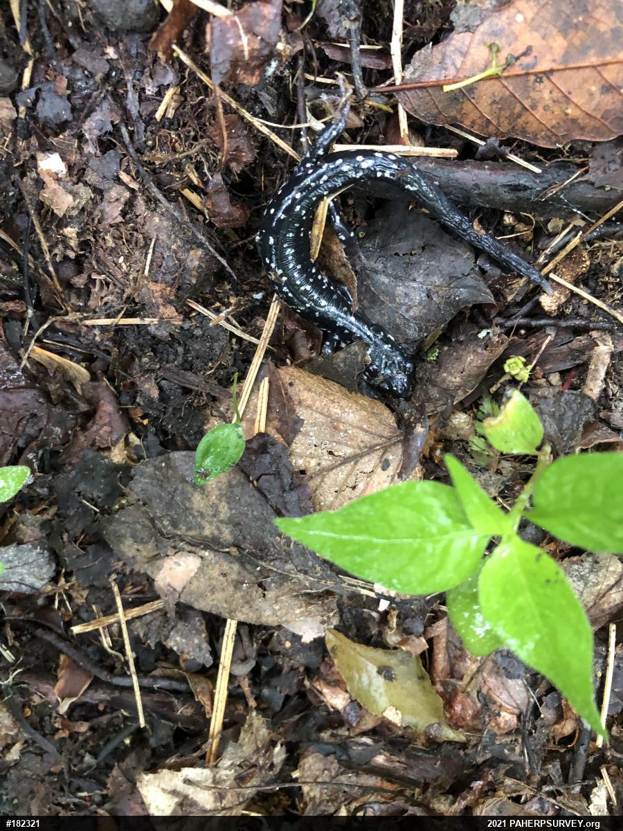 Northern Slimy Salamander