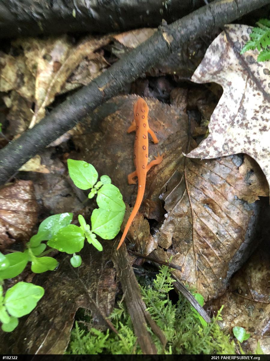 Red-spotted Newt
