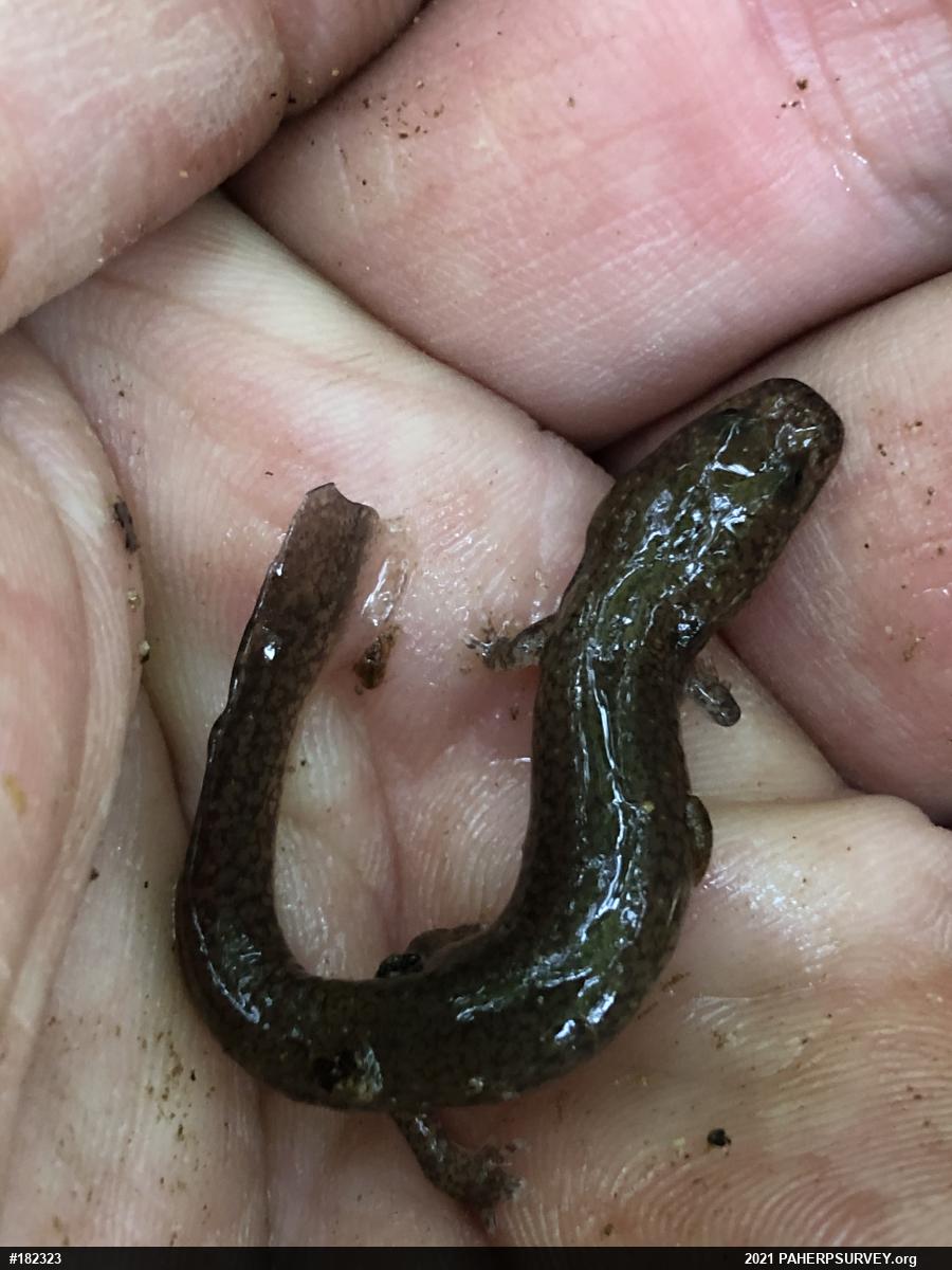 Northern Spring Salamander