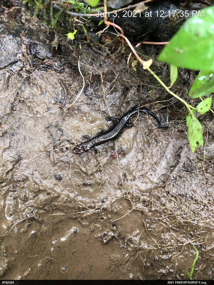 Allegheny Mountain Dusky Salamander