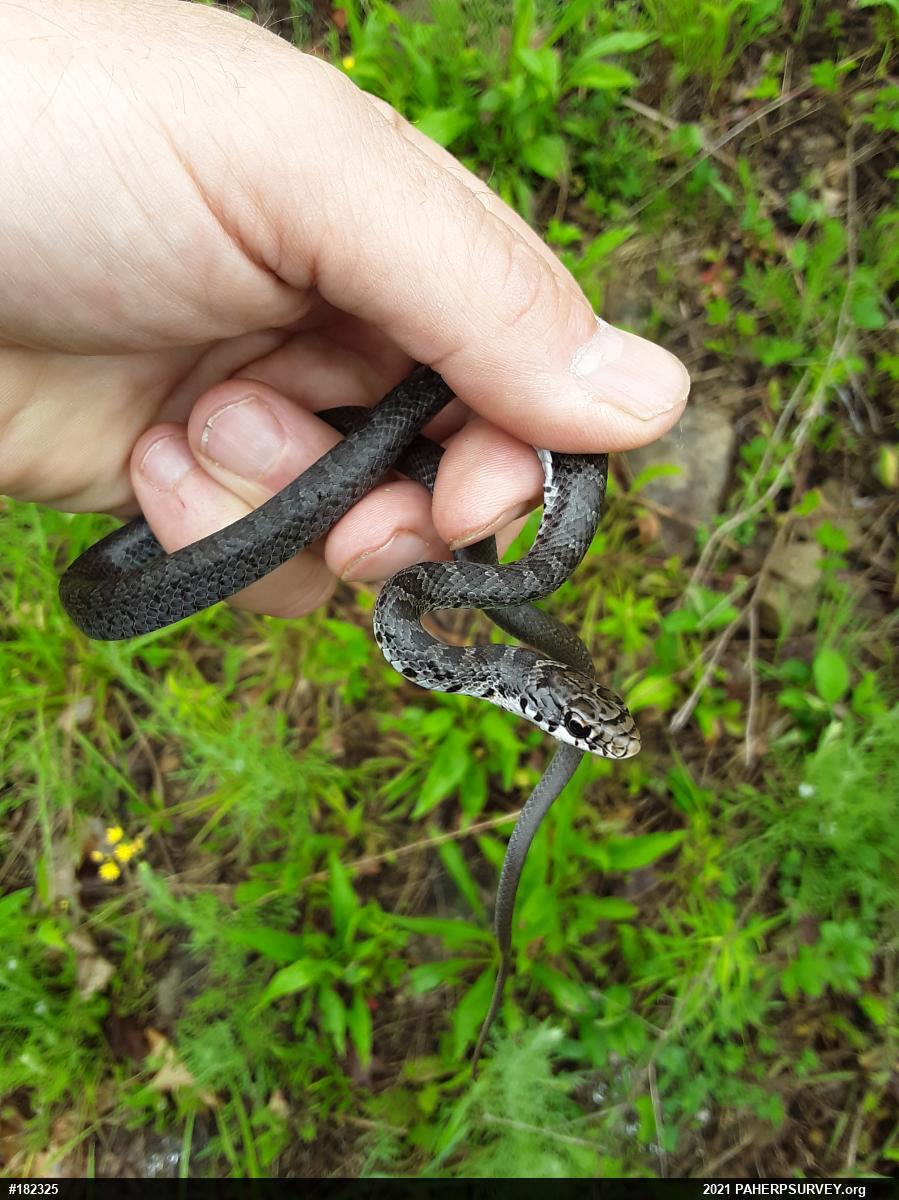 Northern Black Racer