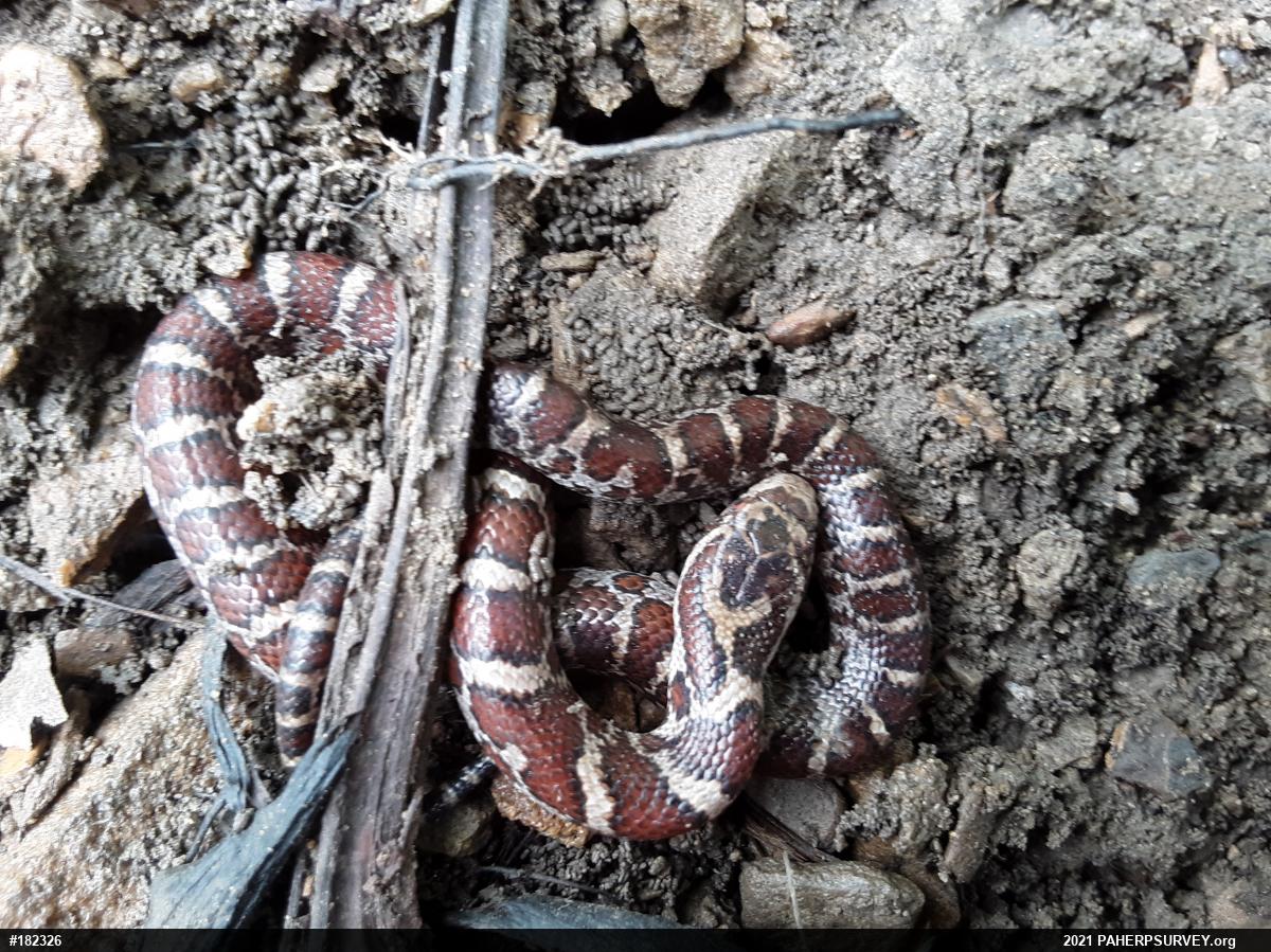 Eastern Milksnake