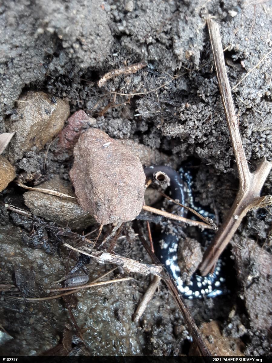Northern Slimy Salamander