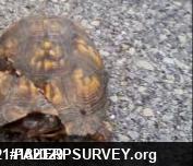 Eastern Box Turtle