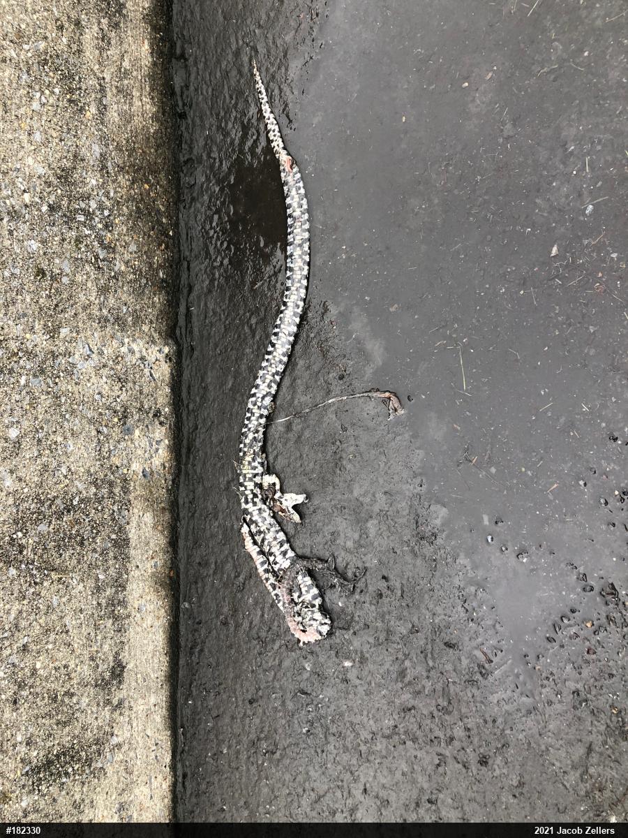 Eastern Milksnake